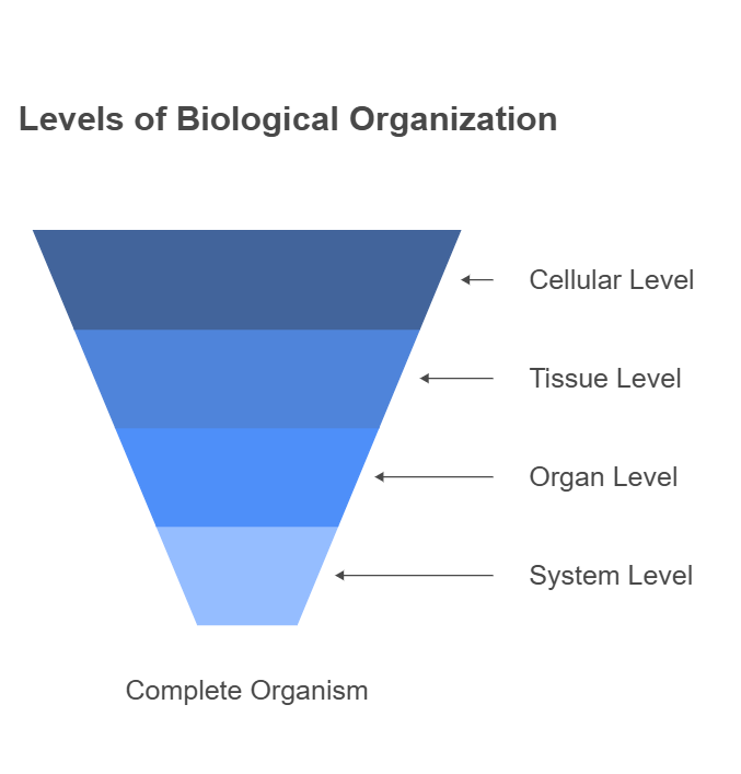 Levels of Organization in Living Organisms - Dantops Academy